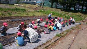 160512 imohori01.jpg
