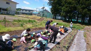 160512 imohori03.jpg