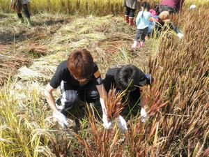 20141004inekari2.jpg