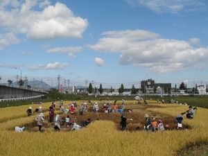 20141004inekari3.jpg