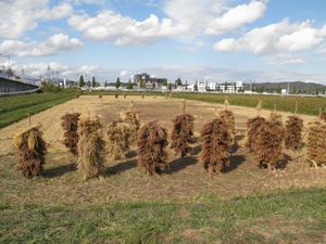 20141004inekari4.jpg