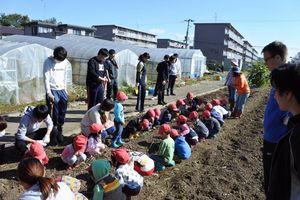 2016.10.27_satsumaimo01.jpg